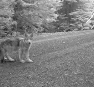Remote capture photo of one of Journey's pups